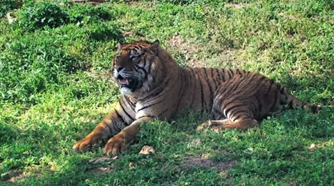 Tiger sitting Stock Footage