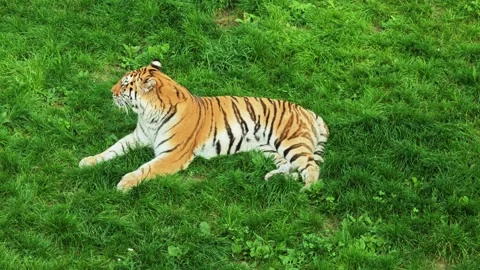 Tiger sitting Stock Footage 319986921