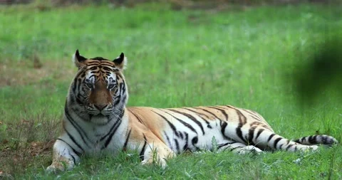Tiger sitting in the forest Stock Footage 138162550
