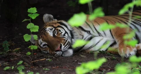 Tiger sitting in the forest Stock Footage 138162716