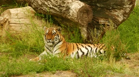 Tiger Sitting on the Grass 動画素材 56593998