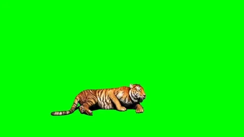 Tiger Sitting on Green Screen 01 Stock Footage 225240714