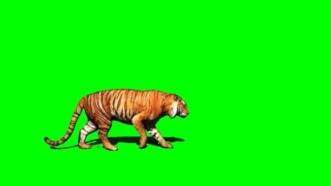 Tiger Sitting on Green Screen Stock Footage 225240701