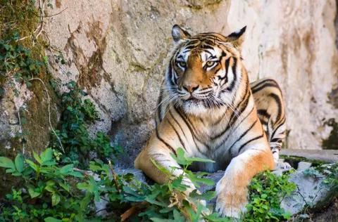 Tiger sitting on the ground Stock Photos