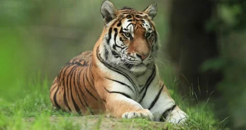 Tiger sitting in the jungle Stock Footage 132794432