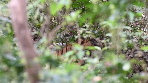 Tiger sitting just feets inside the safari trail in Tadoba national park Stock Footage 333676621