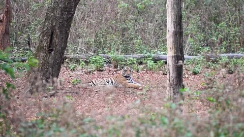 Tiger sitting in the middle of the dense jungle of Kanha national park Stock-Footage 277976695