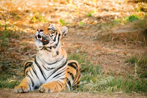 Tiger Is Sitting . Stock Photos