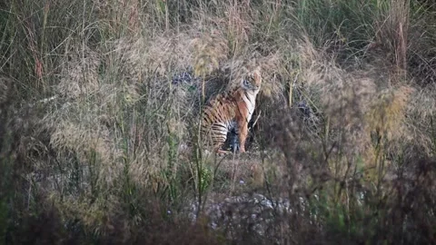 Tiger sitting in profile in the middle of the grasslands in Corbett national par Stock Footage 296314720