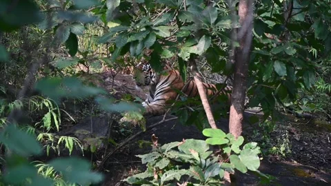 Tiger sitting in profile surrounded by foliage in Pench national park Stock Footage 293311794