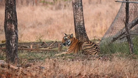 Tiger sitting still and quiet near a fence in Tadoba national park Stock Footage 274062437