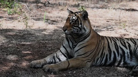 Tiger sitting still under shade in Rantambore national park Vídeos de archivo 334553546