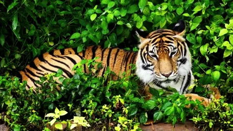 Tiger sitting in the zoo Stock Footage 277780963