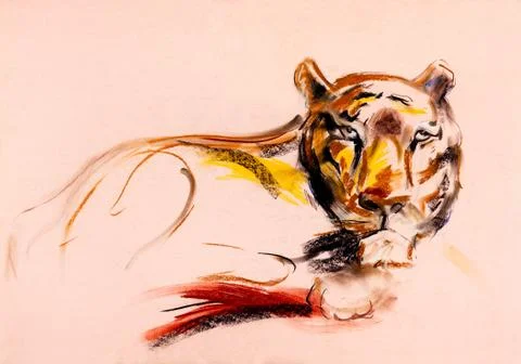Tiger sketch Stock Photos