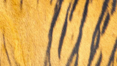 Tiger skin, close up Stock Footage 116871787