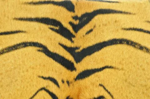 Tiger skin pattern Stock Photos