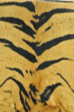 Tiger skin pattern Stock Photos