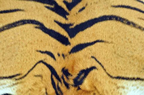 Tiger skin pattern Stock Photos