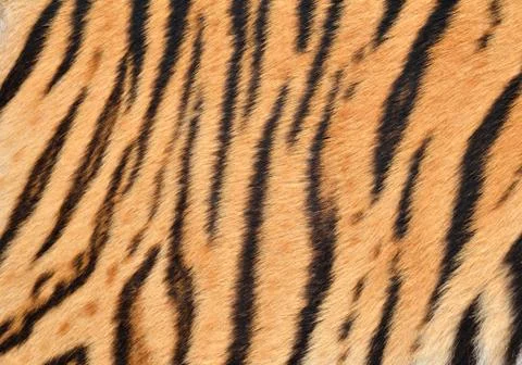 Tiger skin Foto stock