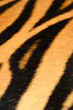 Tiger skin Foto stock