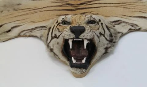 Tiger Skin. Stock Photos