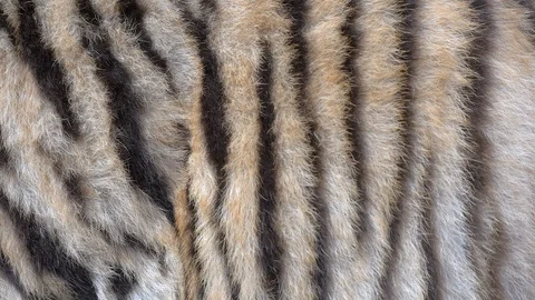 Tiger skin tracking shot Stock Footage 93215176