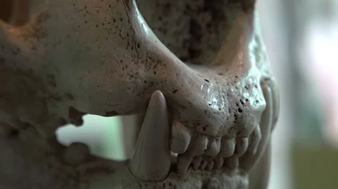 Tiger skull focus on teeth 스톡 동영상 36210046