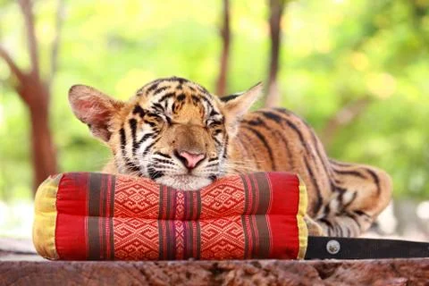 Tiger sleep Stock Photos
