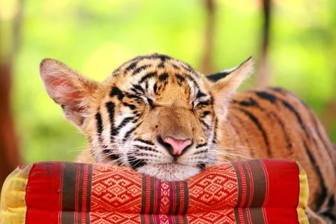 Tiger sleep Stock Photos