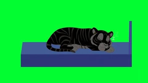 Tiger sleeping and snorting on bed in Green Screen. 2d Cartoon Royal Bengal.. Stock Footage 257975246