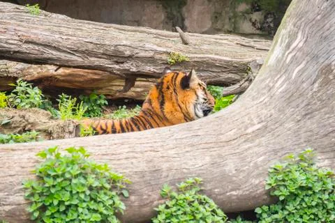 Tiger sleeping between two trunks, Panthera tigris Stock Photos