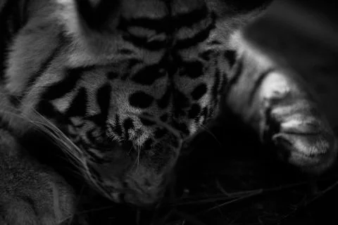 Tiger Sleeping flat Stock Photos