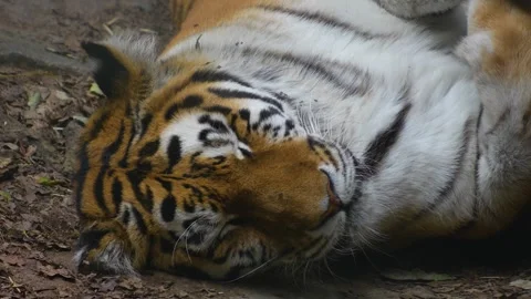A tiger sleeping Stock Footage 255012928