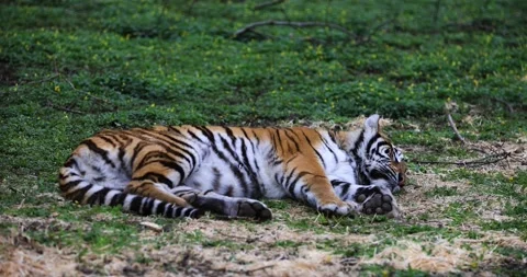 A tiger sleeping in the forest Video stock 177083170