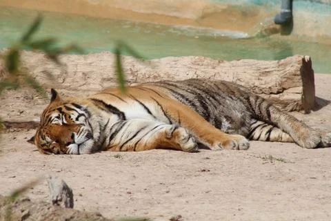Tiger sleeping in front of log Foto stock