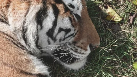 The tiger is sleeping on the grass, close up of the muzzle. View from above. Stock Footage 171721153