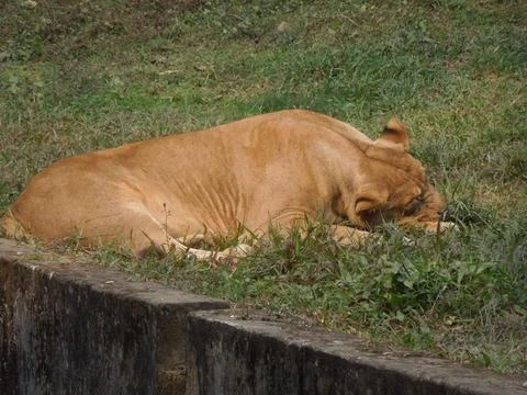 A tiger sleeping on the grass. Stock Photos
