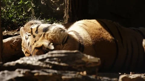 Tiger sleeping on the ground in a sunlit zoo enclosure surrounded by trees and Stock Footage 325793613