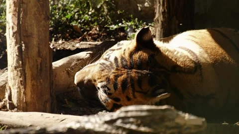 Tiger sleeping on the ground in a sunlit zoo enclosure surrounded by trees and Stock Footage 325793676