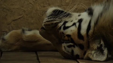 A tiger sleeping on his back in the zoo. Wild animal in captivity 動画素材 130746235
