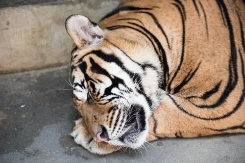 Tiger Sleeping in a Kingdom Stock Photos