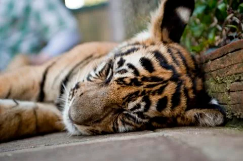 Tiger sleeping 스톡 사진