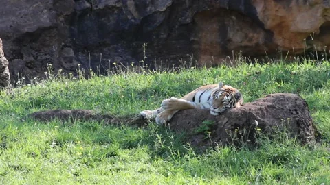 Tiger sleeping on a rock. Stock Footage