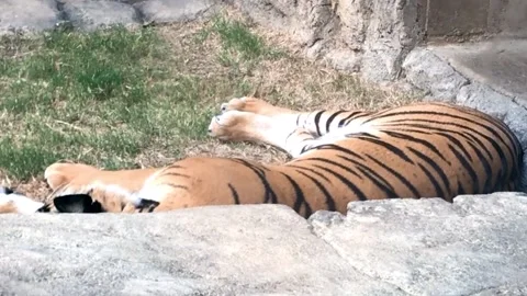 Tiger Sleeping on Side at Zoo Stock Footage 163077357