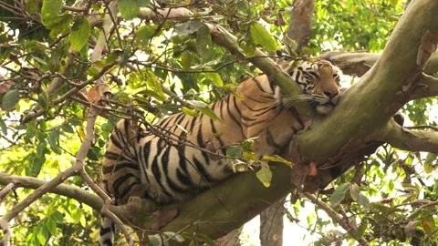 Tiger Sleeping on Tree Branch in Forest 库存影片 251210458