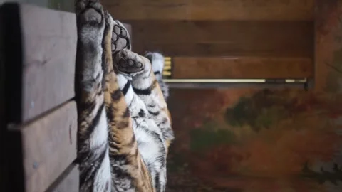 Tiger sleeping vertical video in the zoo Stock Footage 259257549