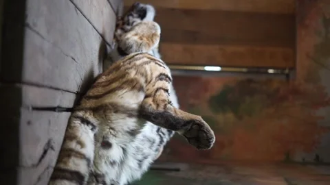 Tiger sleeping in the zoo vertical video Stock Footage 259257561