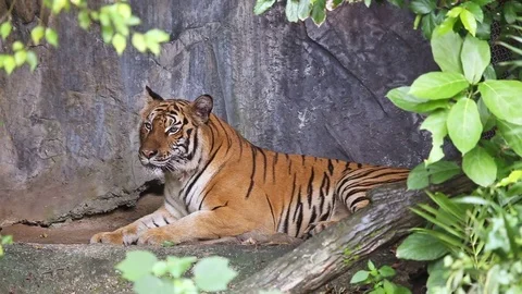 Tiger sleeps in a cave. Vídeos de archivo 77584772