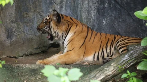 Tiger sleeps in a cave. Stock-Footage 77584784