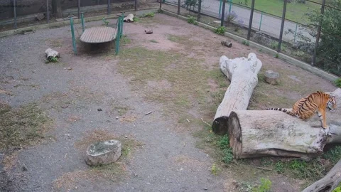 Tiger sleeps cute on a piece of log Video stock 163356149